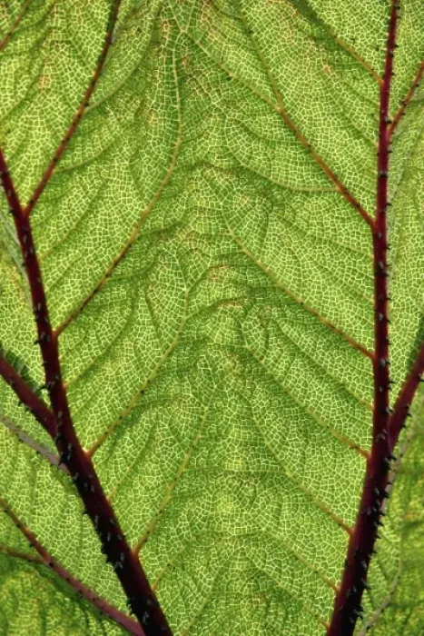 Framed Print : Nature, Flora