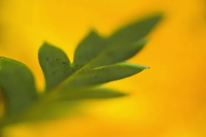 Framed Print : Nature, Flora