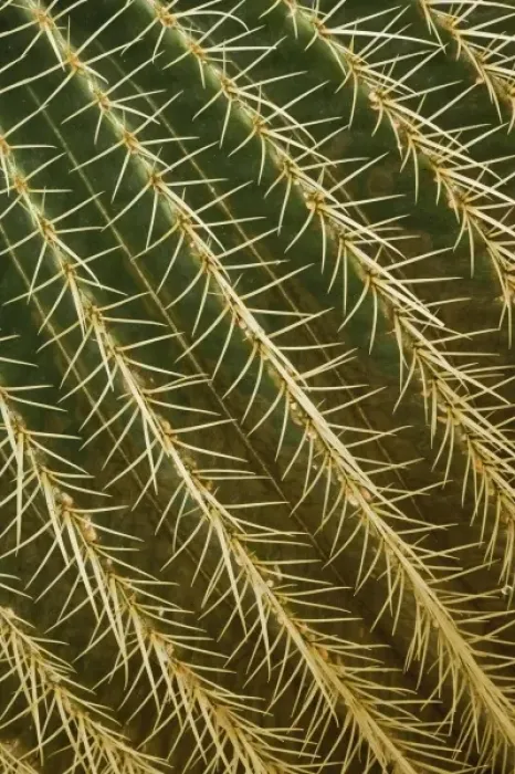 Framed Print : Nature, Flora Framed Print : Nature, Flora