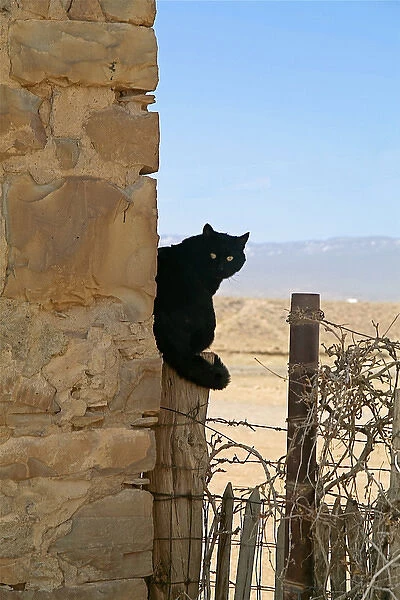 Navajo land, New Mexico, United States. Black cat on post