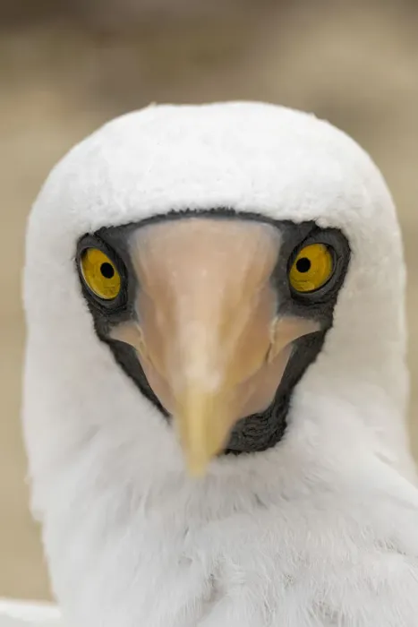 Framed Print : Nazca booby close-up. Genovesa Island, Galapagos Islands, Ecuador