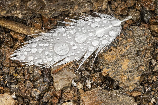 Nazca booby feather on ground with water drops. Genovesa Island, Galapagos Islands, Ecuador