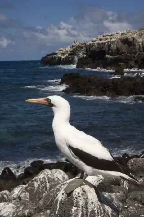 Framed Print : Nazca Booby, (formerly Masked booby) (Sula granti) Punta Cevallos, Espanola or Hood Island