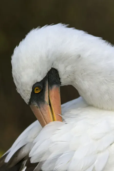 Framed Print : Nazca booby preening feathers, Espanola Island, Galapagos Islands, Ecuador Framed Print : Nazca booby preening feathers, Espanola Island, Galapagos Islands, Ecuador