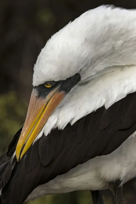 Framed Print : Nazca booby preening feathers, Espanola Island, Galapagos Islands, Ecuador Framed Print : Nazca booby preening feathers, Espanola Island, Galapagos Islands, Ecuador