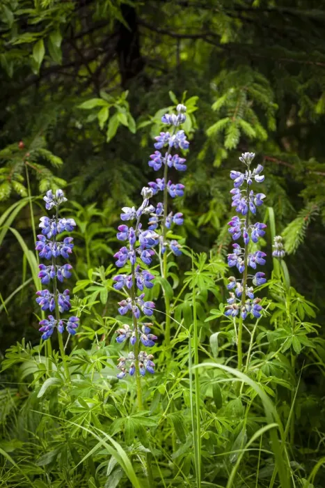Framed Print : Near Homer, Alaska, meadows of lupine Framed Print : Near Homer, Alaska, meadows of lupine