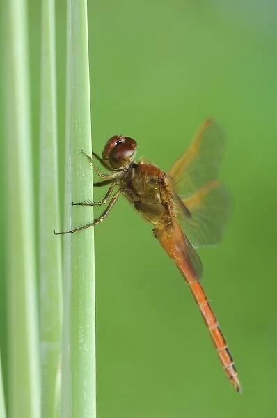 Needhams Skimmer, Libellula needhami, adult on Cattail, Willacy County, Rio Grande Valley