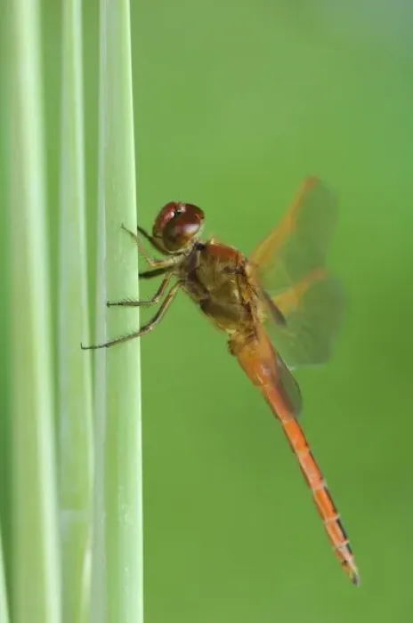 Framed Print : Needhams Skimmer, Libellula needhami, adult on Cattail, Willacy County, Rio Grande Valley