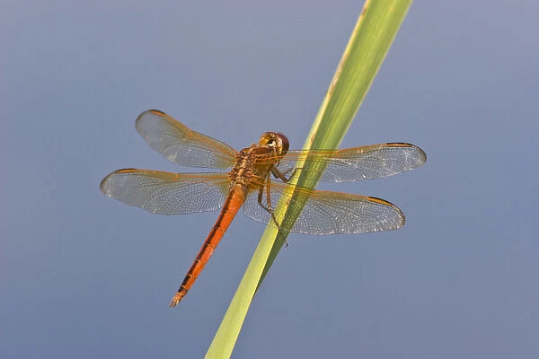 Needhams Skimmer (Libellula needhami) dragonfly, male perched on cattail in marsh