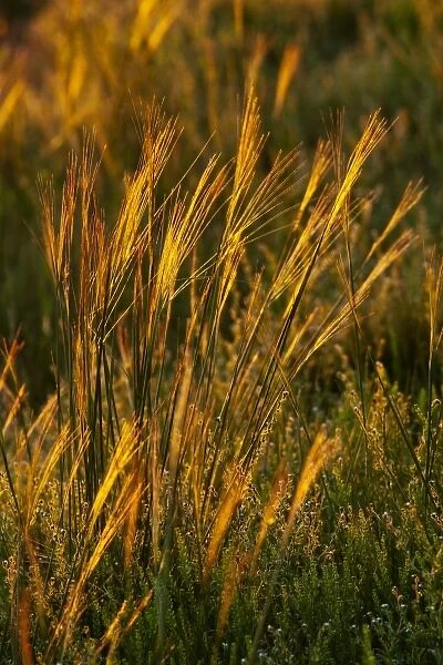 Needle and Thread prairie grasses backlit by setting sun at Theodore Roosevelt National