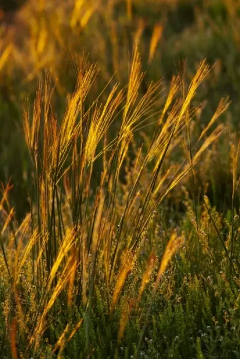 Framed Print : Needle and Thread prairie grasses backlit by setting sun at Theodore Roosevelt National Framed Print : Needle and Thread prairie grasses backlit by setting sun at Theodore Roosevelt National