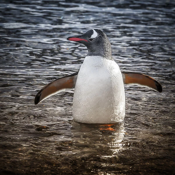 Neko Harbour, Antarctica. Gentoo Penguin standing in the water