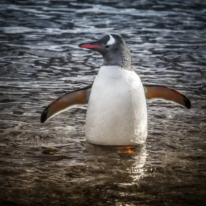 Framed Print : Neko Harbour, Antarctica. Gentoo Penguin standing in the water