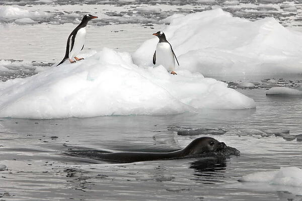 Neko Harbour; Antarctica. A Weddell Seal swims past two gentoo penguins standing