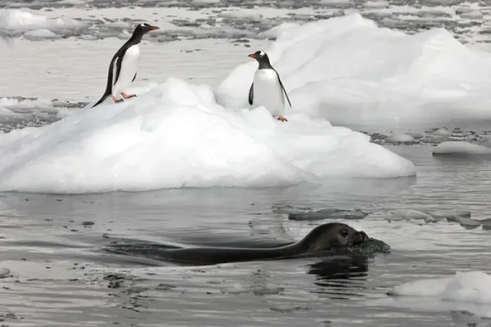 Framed Print : Neko Harbour; Antarctica. A Weddell Seal swims past two gentoo penguins standing