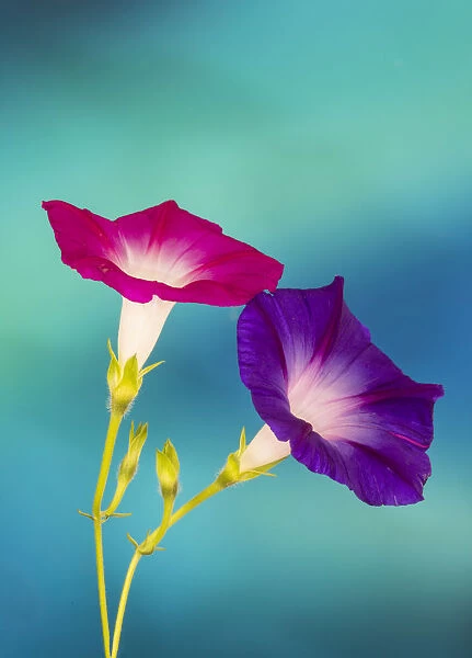 Neon colors of morning glory