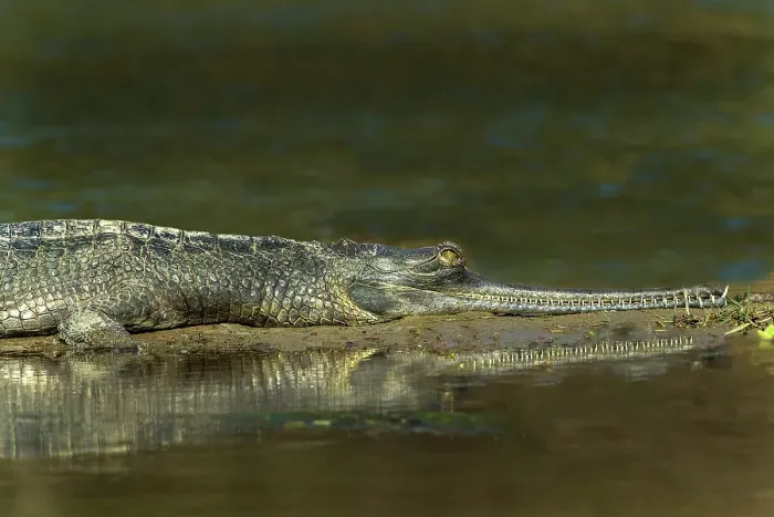 Framed Print : Nepal, Chitwan National Park. Close-up of gharial crocodile on river outcrop. ©Jim Zuckerman / Jaynes Gallery / DanitaDelimont.com Framed Print : Nepal, Chitwan National Park. Close-up of gharial crocodile on river outcrop. ©Jim Zuckerman / Jaynes Gallery / DanitaDelimont.com