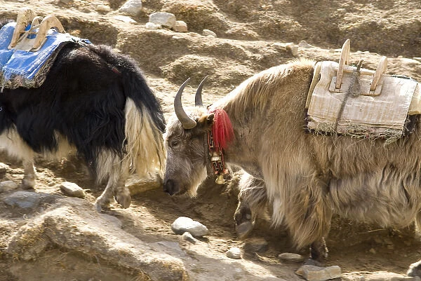 Nepal. Yak move along the Everest Base Camp Trail in Nepal
