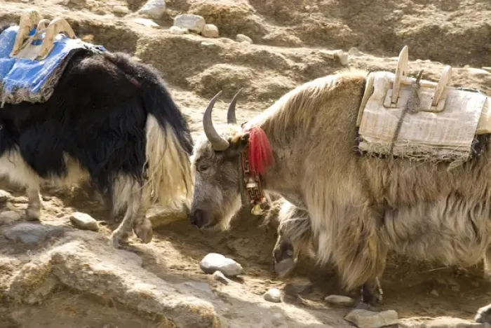 Framed Print : Nepal. Yak move along the Everest Base Camp Trail in Nepal Framed Print : Nepal. Yak move along the Everest Base Camp Trail in Nepal