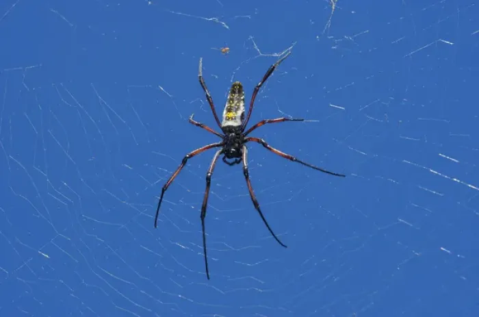 Framed Print : (Nephila madagascarensis), Eastern Madagascar Framed Print : (Nephila madagascarensis), Eastern Madagascar