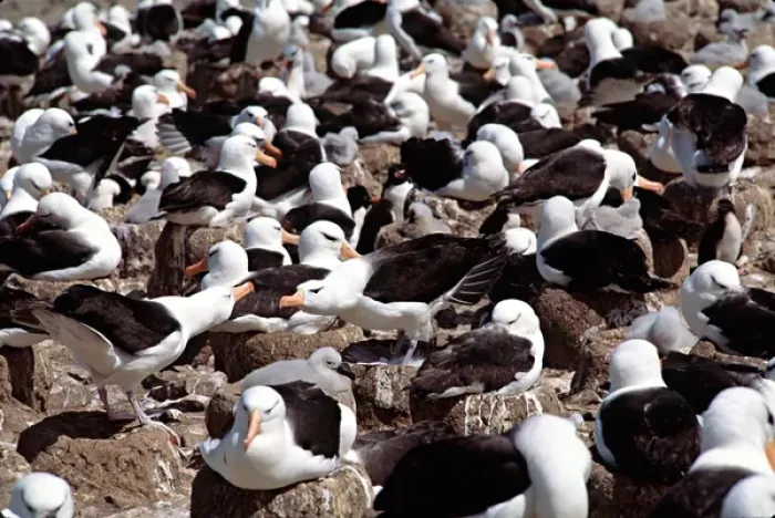 Framed Print : Nesting colony of the Black-browed Albatross (Diomedea melanophris) in the Falkland Framed Print : Nesting colony of the Black-browed Albatross (Diomedea melanophris) in the Falkland