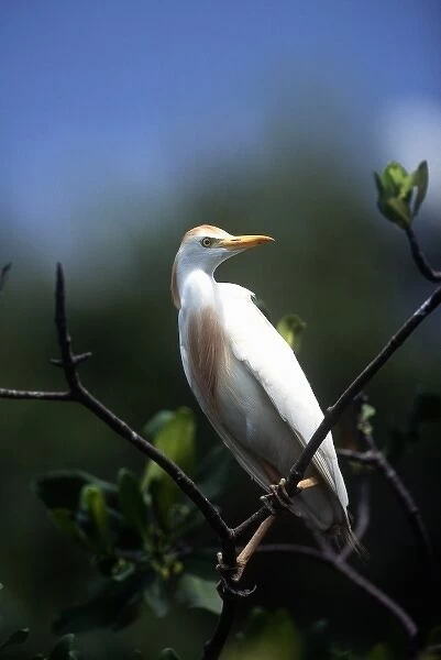 Nesting Egret, Everglades, Florida, USA