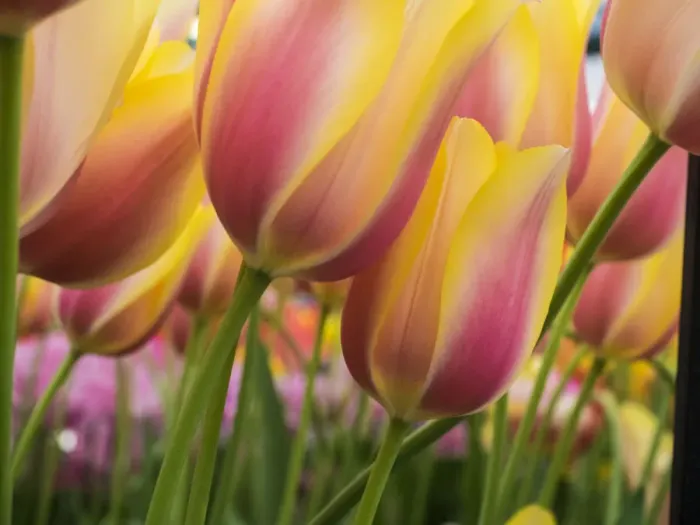 Framed Print : Netherland, Lisse. Close-up image of tulips Framed Print : Netherland, Lisse. Close-up image of tulips
