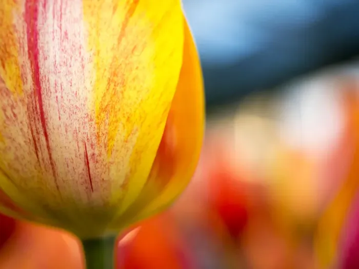 Framed Print : Netherland, Lisse. Close-up image of tulips Framed Print : Netherland, Lisse. Close-up image of tulips