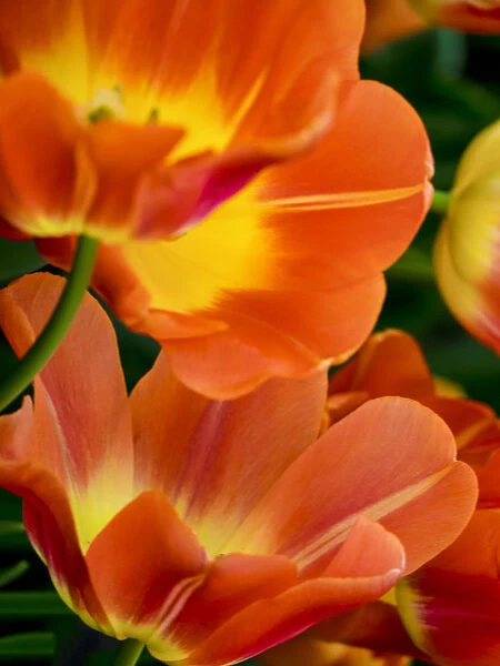 Netherland, Lisse. Close-up image of tulips
