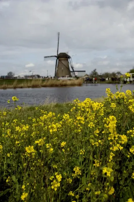 Framed Print : Netherlands (aka Holland), Kinderdijk. 19 historic windmills situated at the convergence Framed Print : Netherlands (aka Holland), Kinderdijk. 19 historic windmills situated at the convergence
