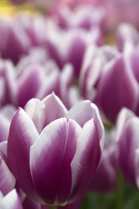 Framed Print : Netherlands (aka Holland), Lisse. Keukenhof Gardens, the worlds largest bulb