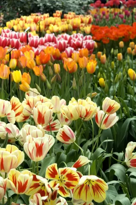Framed Print : Netherlands (aka Holland), Lisse. Keukenhof Gardens, the worlds largest bulb Framed Print : Netherlands (aka Holland), Lisse. Keukenhof Gardens, the worlds largest bulb