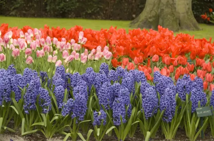 Framed Print : Netherlands (aka Holland), Lisse. Keukenhof Gardens, the worlds largest bulb Framed Print : Netherlands (aka Holland), Lisse. Keukenhof Gardens, the worlds largest bulb