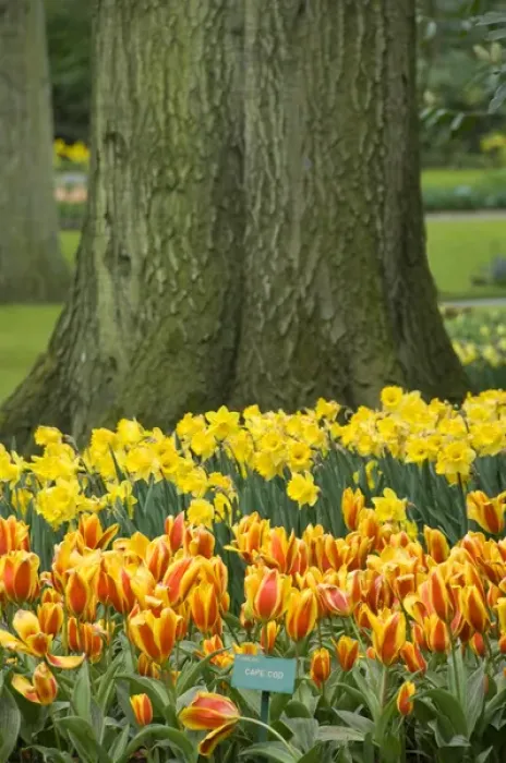 Framed Print : Netherlands (aka Holland), Lisse. Keukenhof Gardens, the worlds largest bulb Framed Print : Netherlands (aka Holland), Lisse. Keukenhof Gardens, the worlds largest bulb