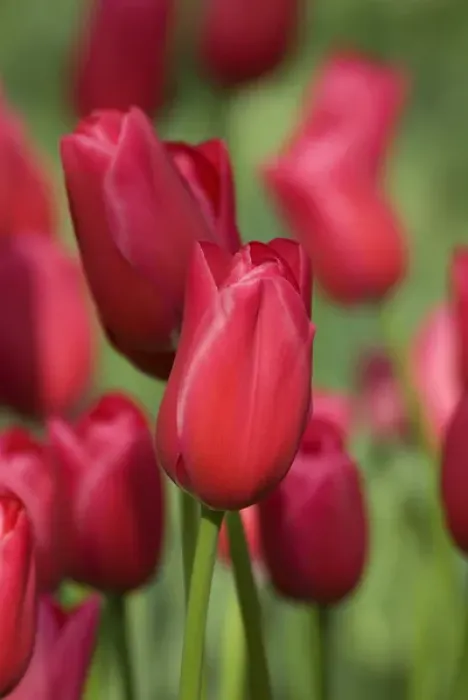 Framed Print : Netherlands (aka Holland), Lisse. Keukenhof Gardens, the worlds largest bulb
