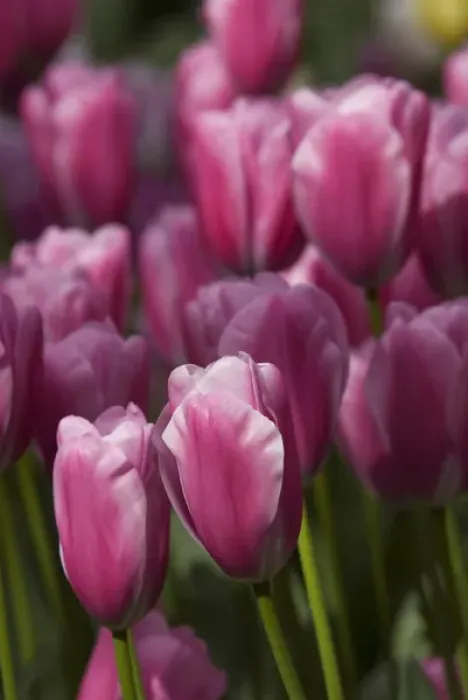 Framed Print : Netherlands (aka Holland), Lisse. Keukenhof Gardens, the worlds largest bulb
