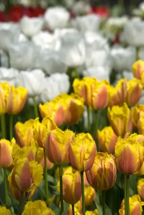 Framed Print : Netherlands (aka Holland), Lisse. Keukenhof Gardens, the worlds largest bulb
