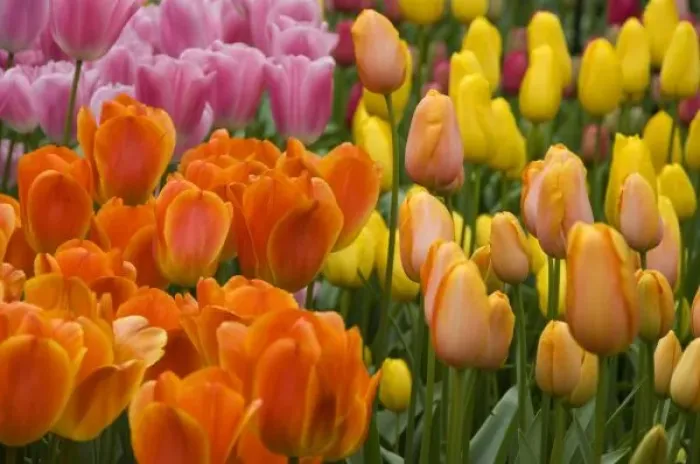 Framed Print : Netherlands (aka Holland), Lisse. Keukenhof Gardens, the worlds largest bulb