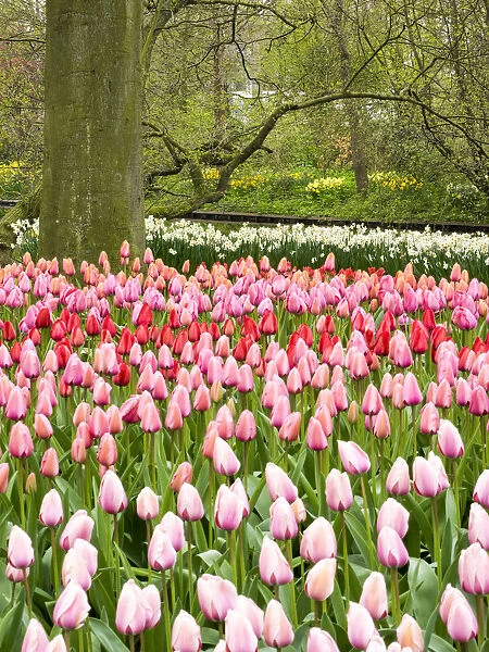 Netherlands. Forest and flowers in the Keukenhof Gardens