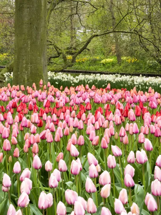 Framed Print : Netherlands. Forest and flowers in the Keukenhof Gardens Framed Print : Netherlands. Forest and flowers in the Keukenhof Gardens