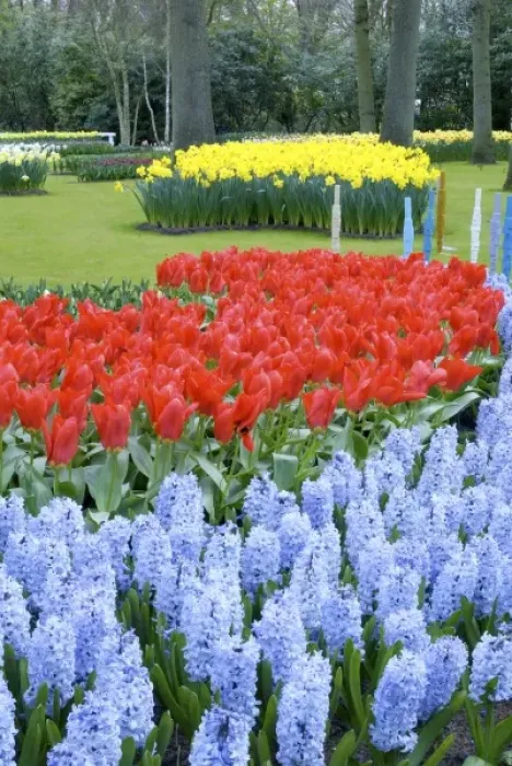 Framed Print : Netherlands, Holland, Lisse, Keukenhof Gardens Framed Print : Netherlands, Holland, Lisse, Keukenhof Gardens