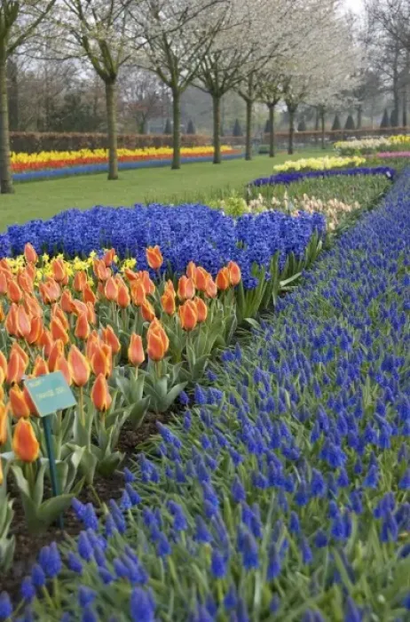 Framed Print : Netherlands, Holland, Lisse, Keukenhof Gardens Framed Print : Netherlands, Holland, Lisse, Keukenhof Gardens