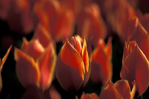 Netherlands, Keukenhof Tulips