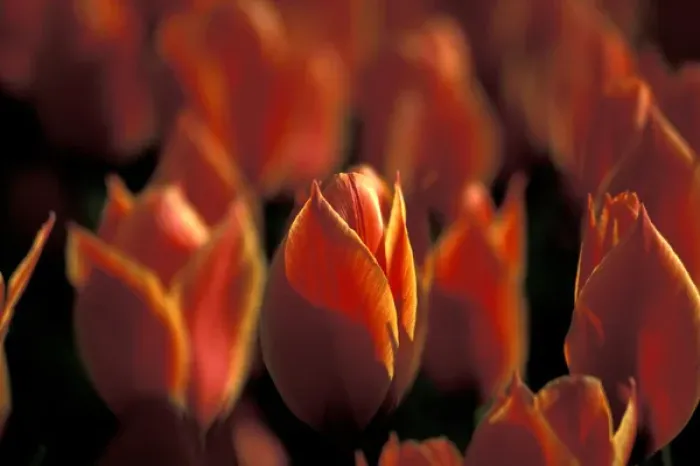 Framed Print : Netherlands, Keukenhof Tulips Framed Print : Netherlands, Keukenhof Tulips