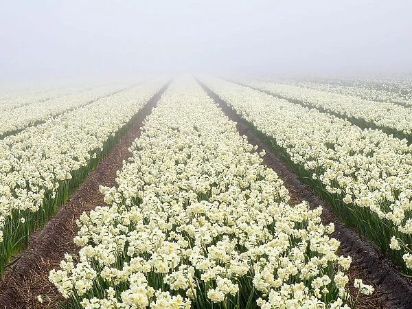 Netherlands, Lisse. Agricultural field of daffodils on a foggy morning