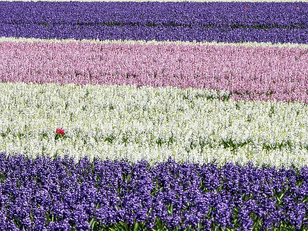 Netherlands, Lisse. Agricultural field of hyacinths