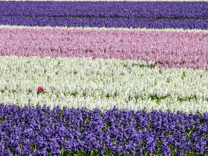 Framed Print : Netherlands, Lisse. Agricultural field of hyacinths