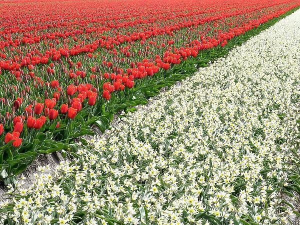Netherlands, Lisse. Agricultural field of tulips and daffodils
