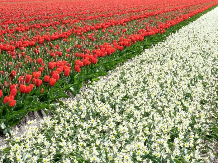 Framed Print : Netherlands, Lisse. Agricultural field of tulips and daffodils Framed Print : Netherlands, Lisse. Agricultural field of tulips and daffodils