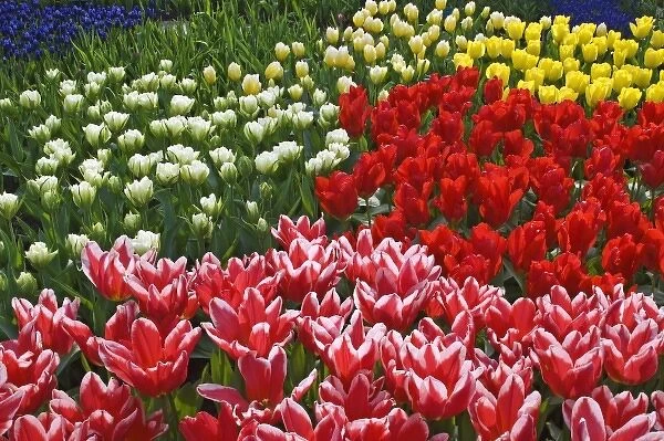 Netherlands, Lisse. Close-up of tulips and other flowers in Keukenhof Gardens